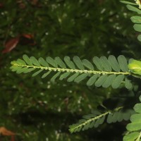 Phyllanthus amarus Schumach. & Thonn.